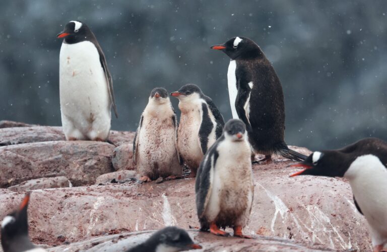 Baby Penguins 1