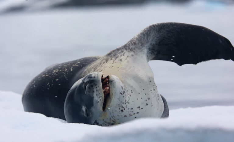 Leopard Seal 1