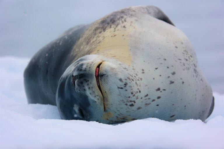 Leopard Seal 2