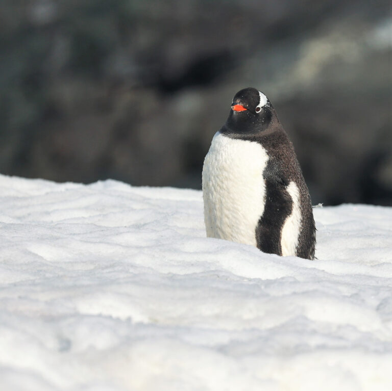 Penguins 10