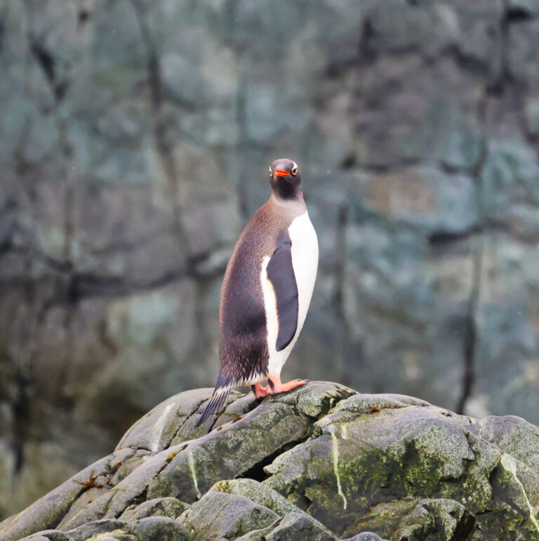 Penguins 2