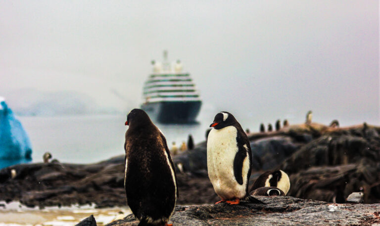 Penguins 5_edited