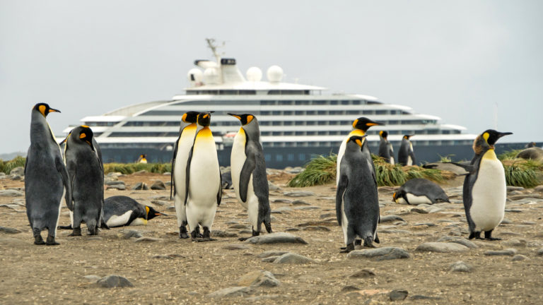 Scenic Eclipse - Falklands King Penguins 2 - Niko Paulin