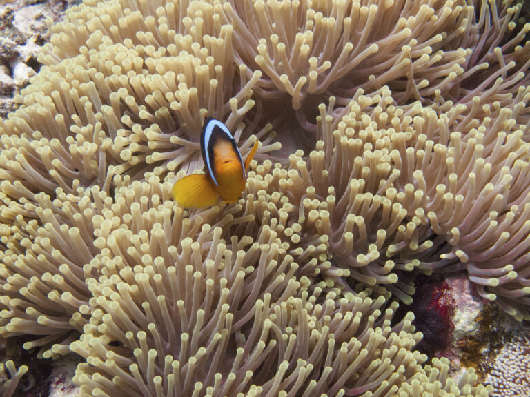 Scenic_Eclipse_Clownfish_Yanbu