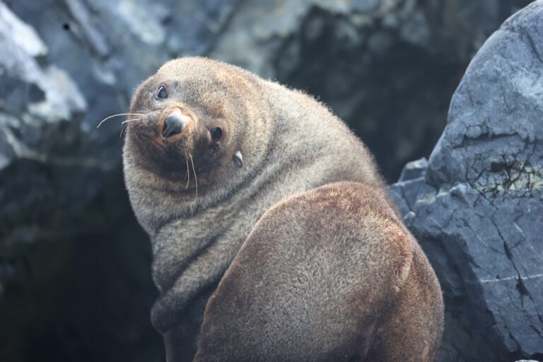 Seal 1