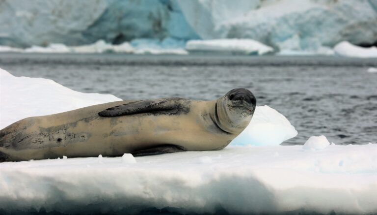 Seal 3