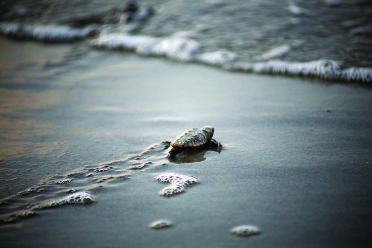 Turtle Hatchling BHI